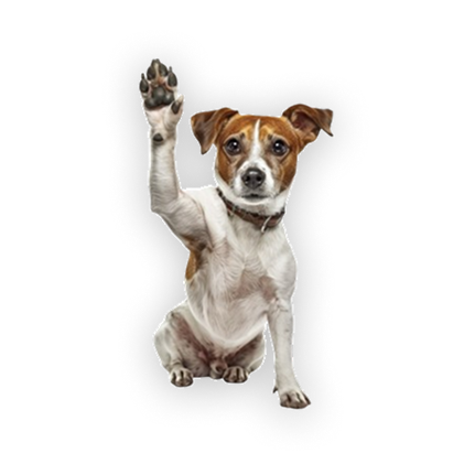 Cachorro